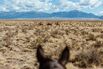 The Quest to Rescue the Dude Ranch, One City Slicker at a Time