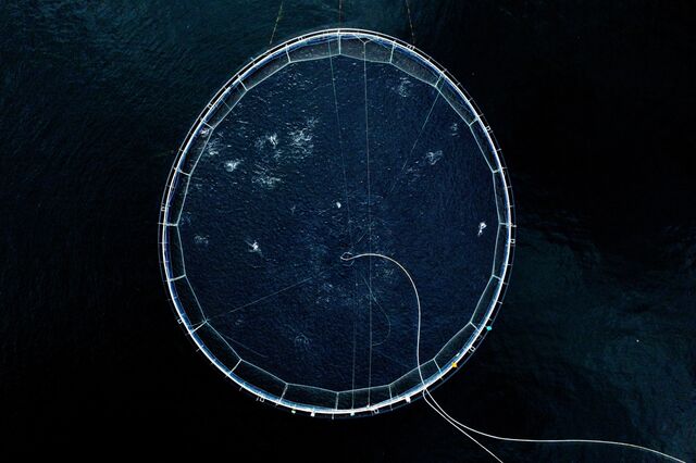 An aerial view of a Mowi salmon pen. SalMar shares waters with Mowi, the world’s largest farmed salmon producer. Operating in the same areas, the companies share the same opportunities and risks. 