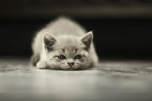Americans Now Spend More Time on Facebook Than They Do on Their Pets