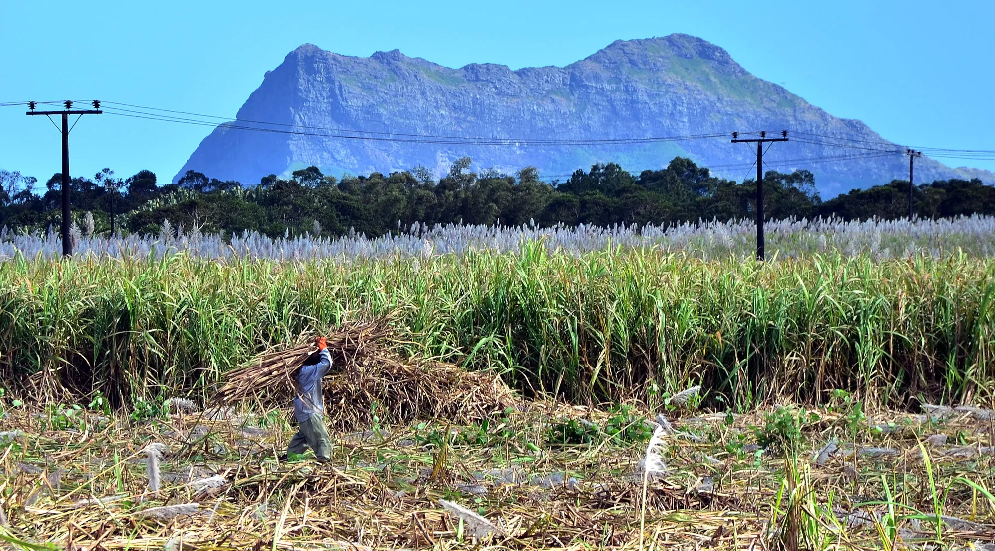 Sugar cane growing&nbsp;in&nbsp;Mauritius.