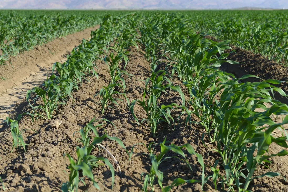 Young sorghum plants