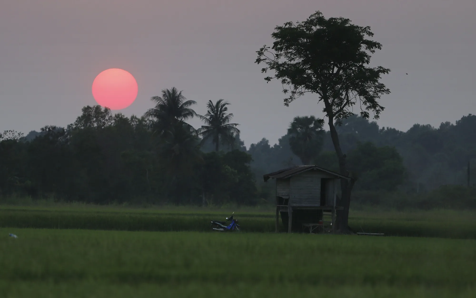 Farming in Thailand is facing a&nbsp;crisis that solar could help&nbsp;alleviate.
Photo: Chaiwat Subprasom/NurPhoto/Getty Images