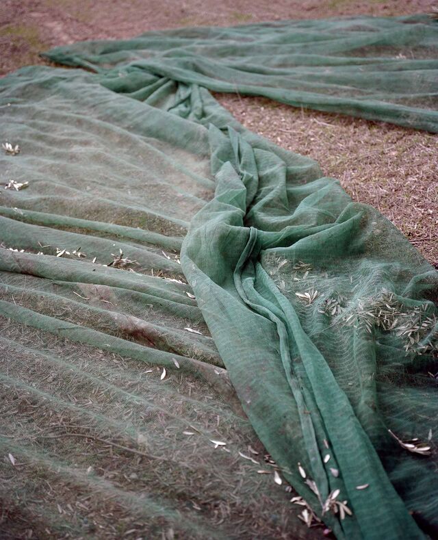 Net on the ground to collect olives after harvest