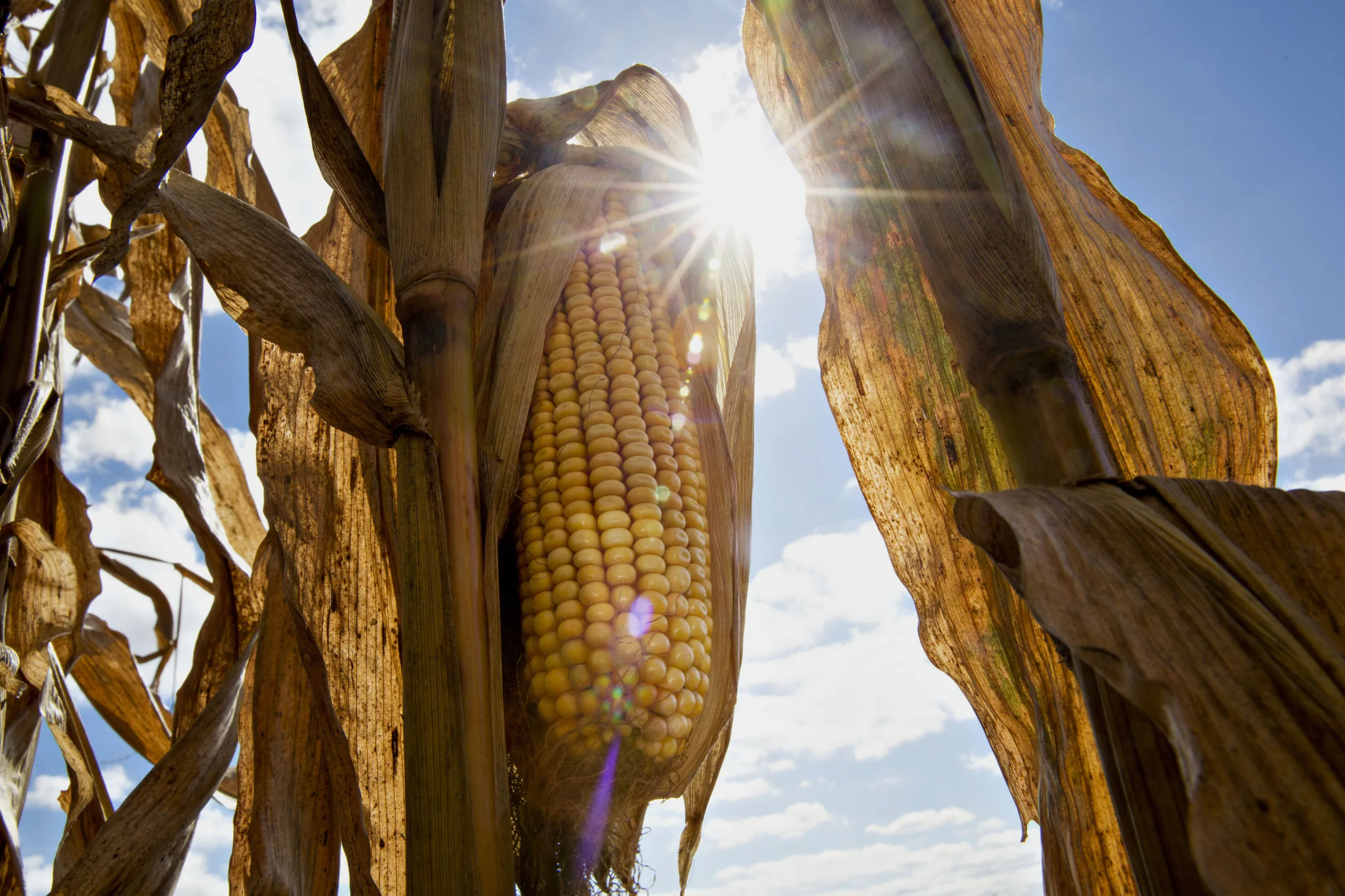 Corn Harvest As USDA Releases Grain Export Survey
