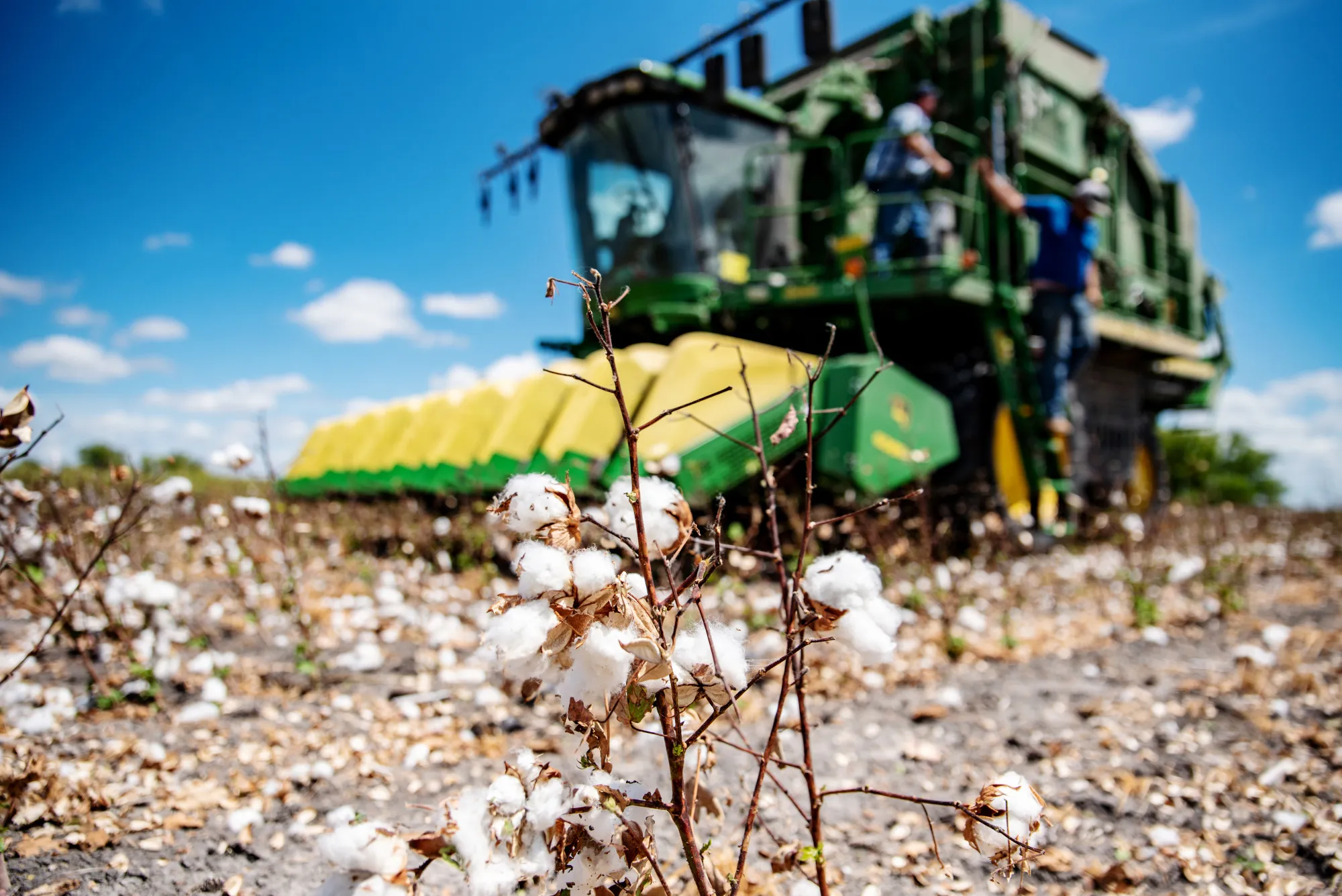 Operations During A Cotton Harvest As Futures Fall 
