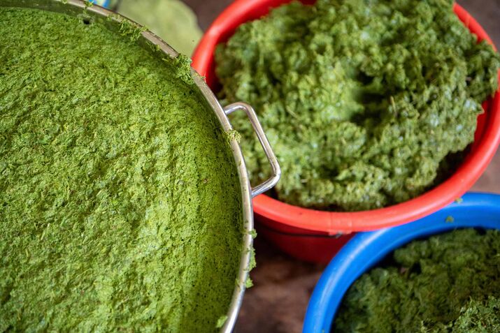 A Traditional Narcotic Gets New Life as an Energy Drink in Kenya