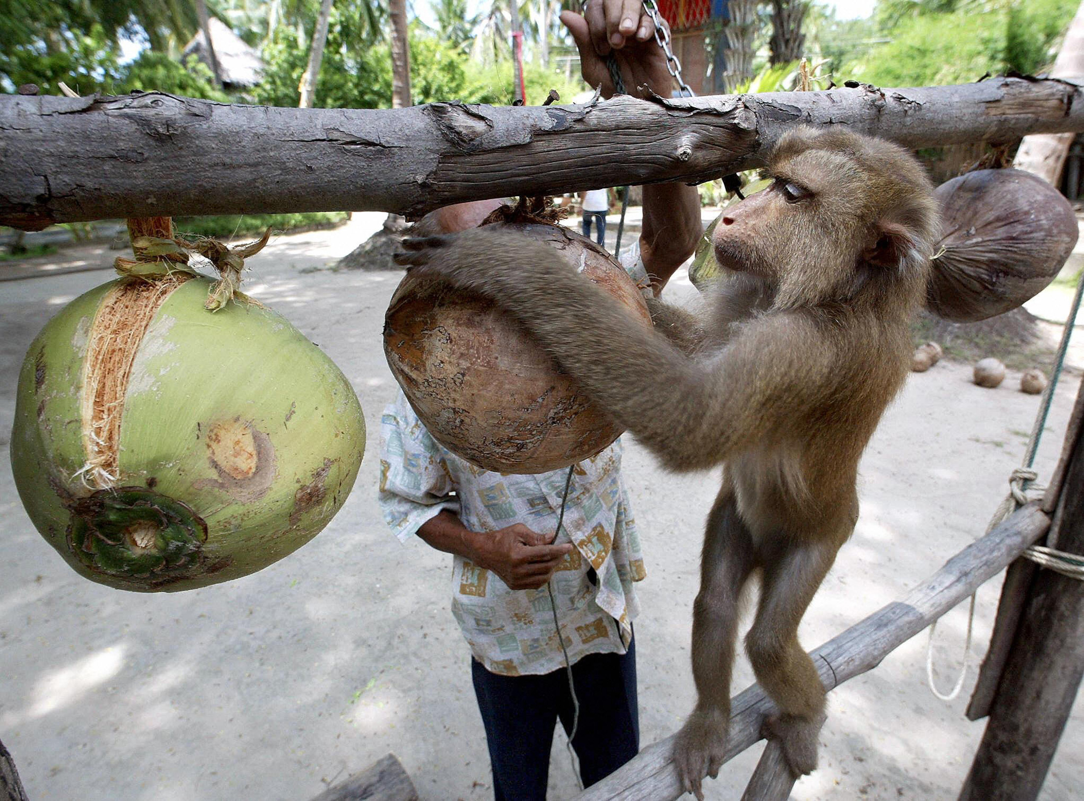 A monkey trainer works with a monkey showing it how to collect coconuts at the Samui Monkey Center on Samui island in Thailand.