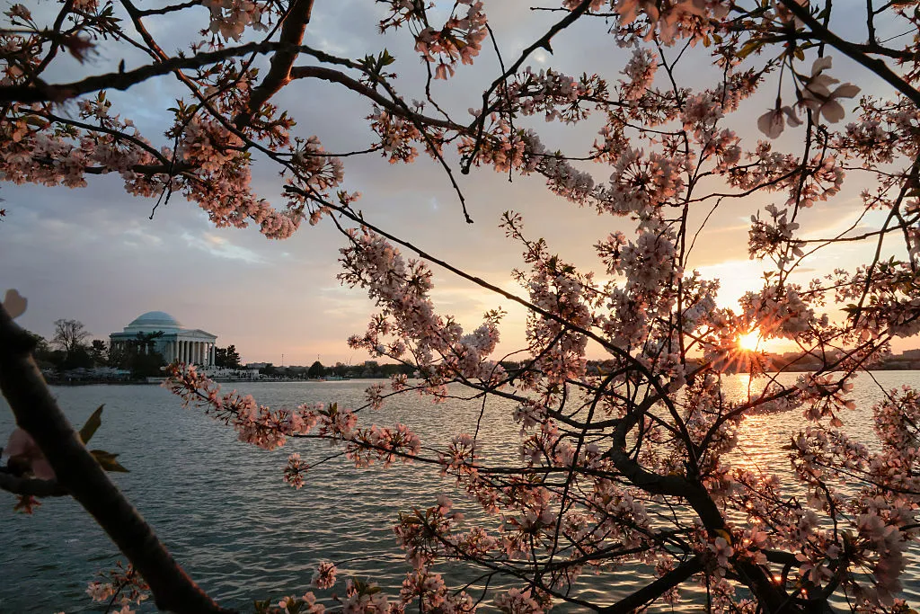 The Washington cherry blossoms are peaking earlier and earlier.