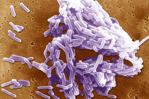 Listeria Monocytogenes Bacterium