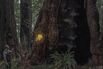 Hunting the Redwood Poachers