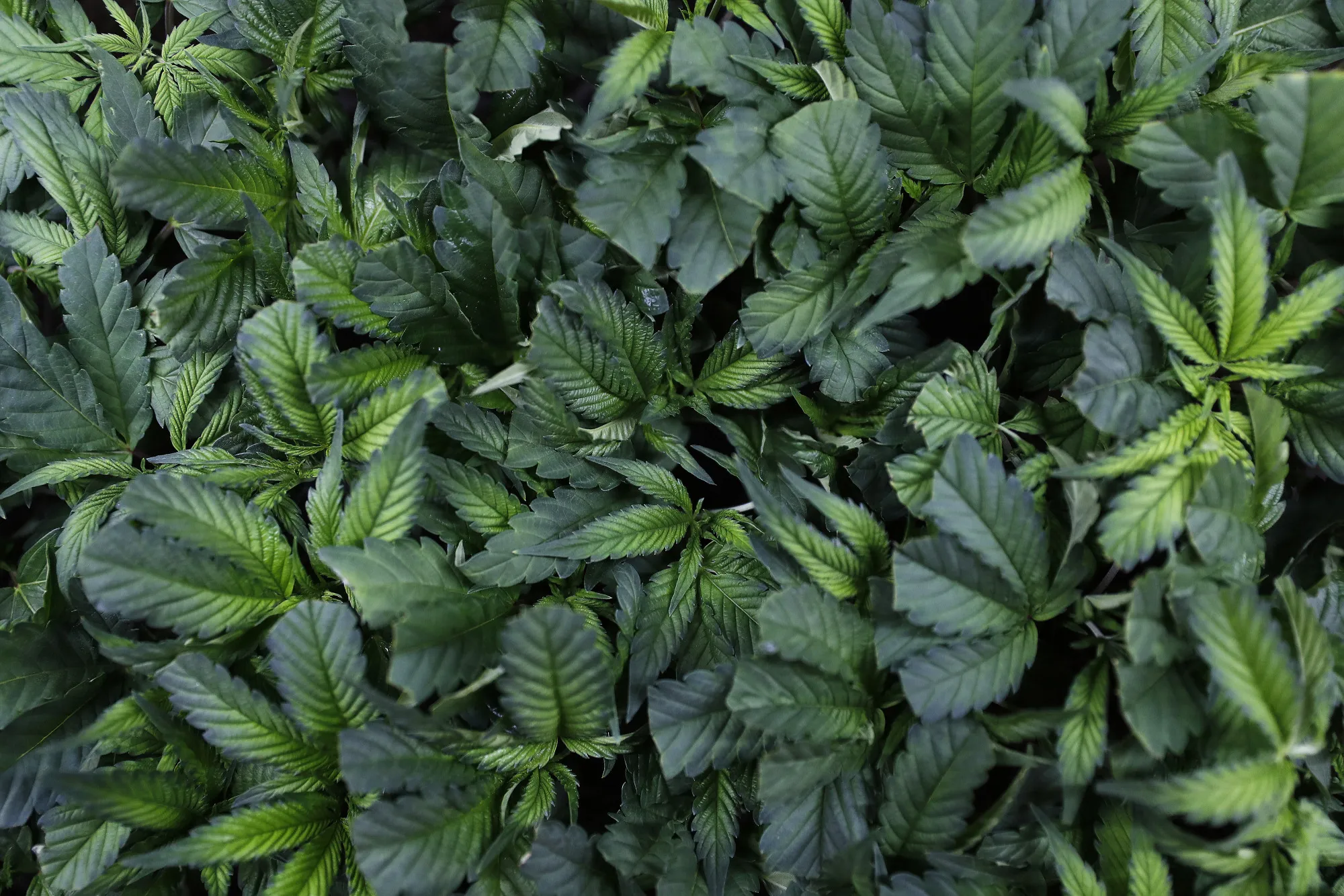 A Swiss Startup Is Pumping Out Legal Hashish