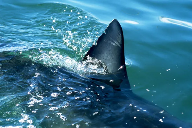 Britain's Wonga: Payday Lender and Proud of It