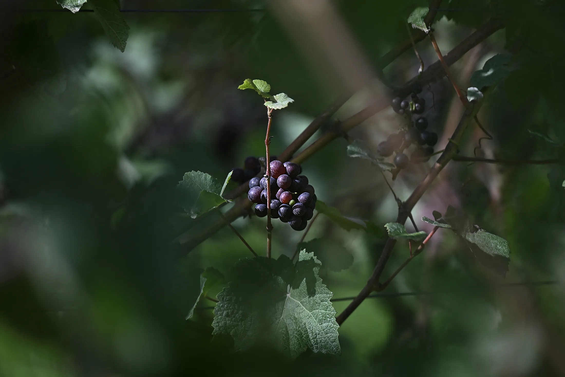 Grapes of the prestigious champagne house Taittinger, but far from its home region in France. These are in the hillsides of Kent in southeast England.&nbsp;