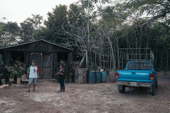 How Mexico’s Vast Tree-Planting Program Ended Up Encouraging Deforestation