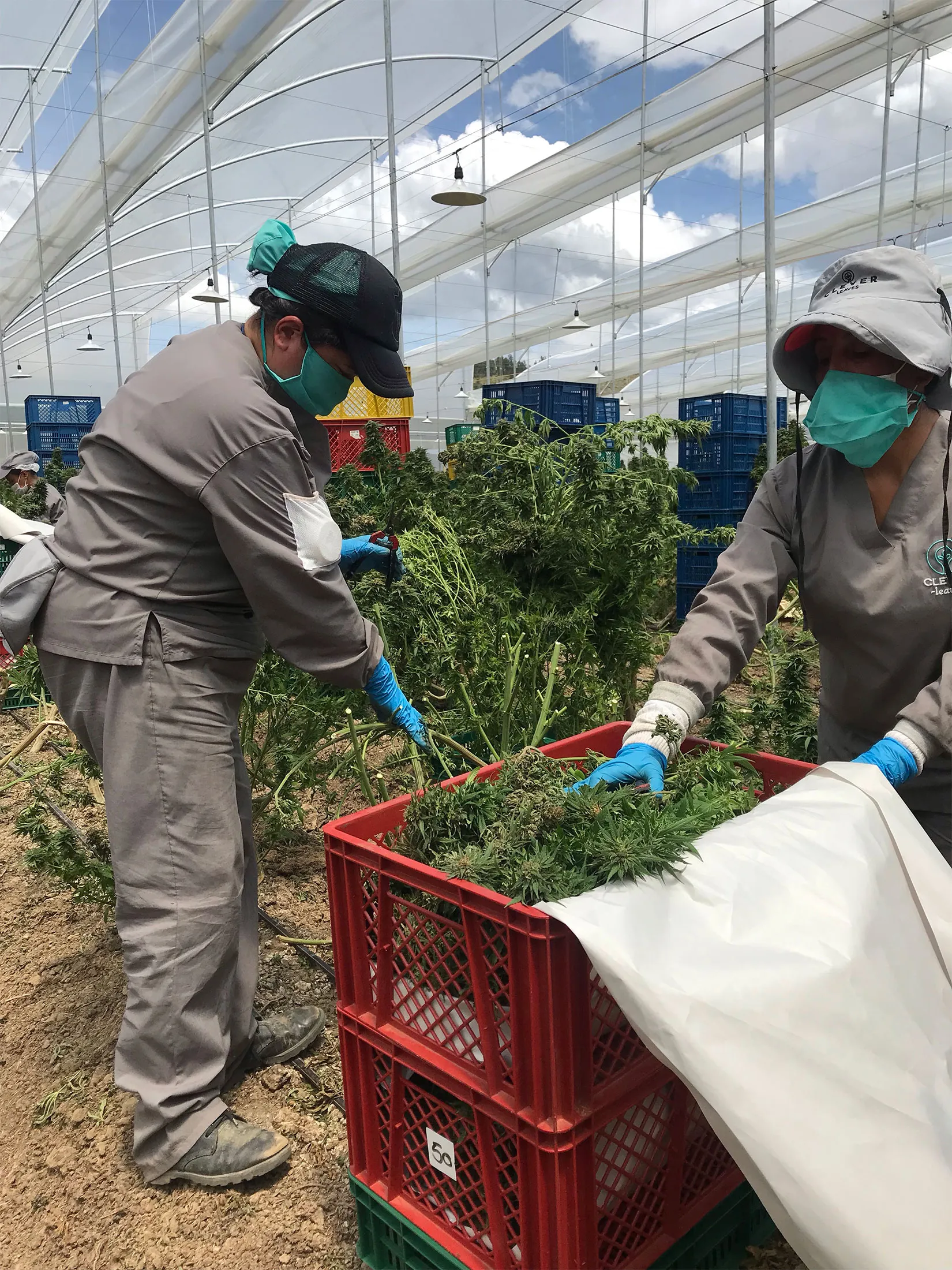 Workers harvest cannabis at a Clever Leaves greenhouse in Pesca, Colombia.