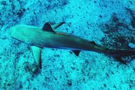relates to Protecting Sharks Starts With Knowing Where They Are