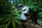 An employee inspects growing cannabis plants in a greenhouse operated by B.O.L. Pharma, Breath of Life, in Kfar Pines, Israel, on Wednesday, Sept. 21, 2016. XXX ADD SECOND SENTENCE XXX. Photographer: Rina Castelnuovo/Bloomberg