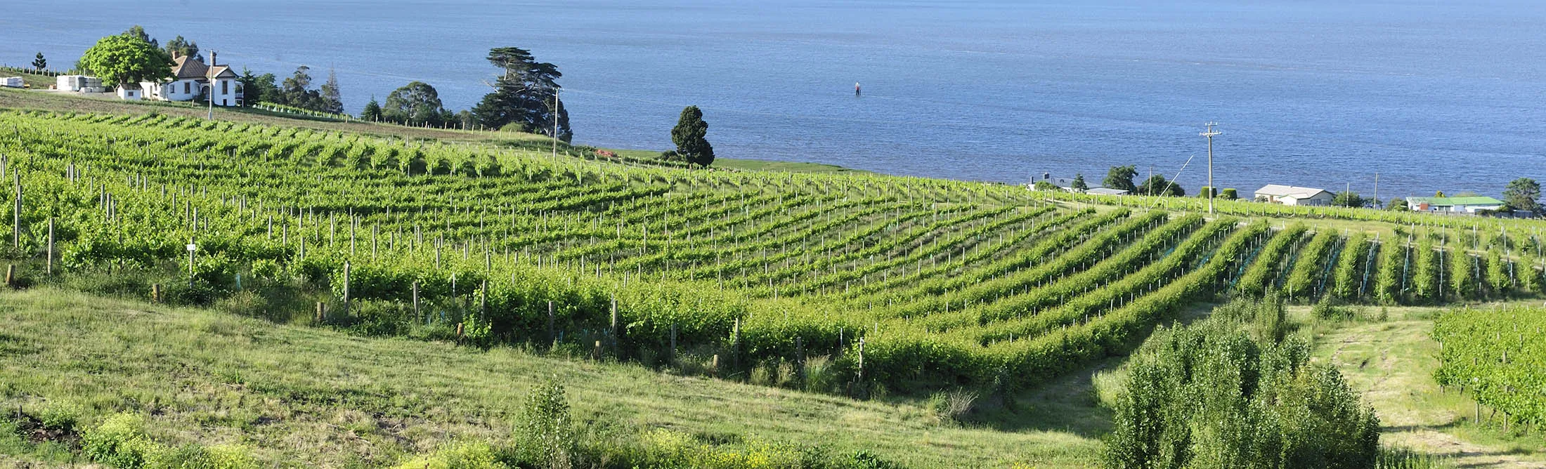 Vineyard at Tamar Valley in&nbsp;Tasmania.