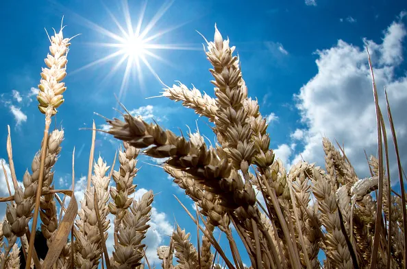 The wheat market has gone bonkers.&nbsp;