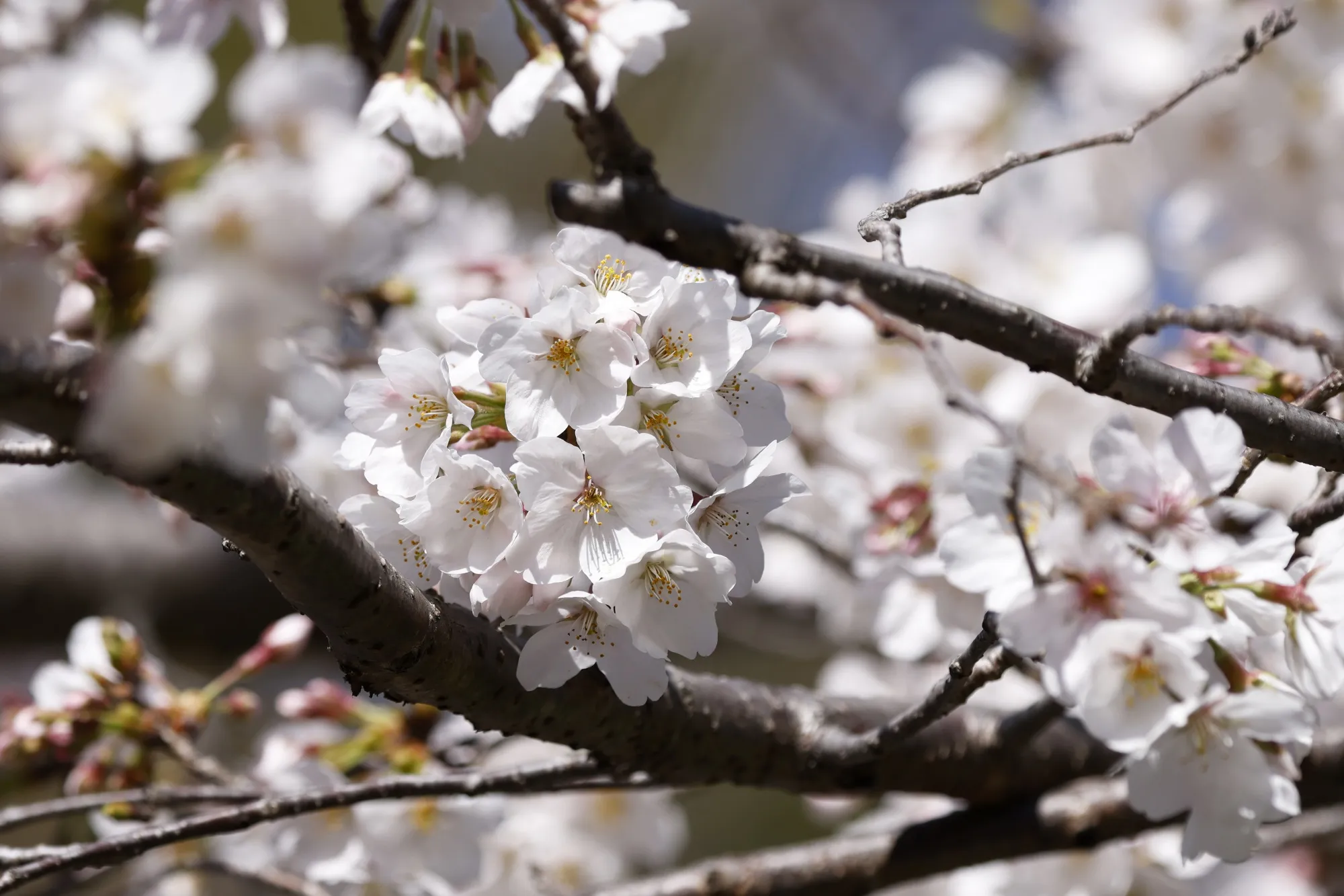 Cherry blossom season is about to start in Japan.