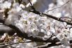Cherry Blossom Viewing In Tokyo