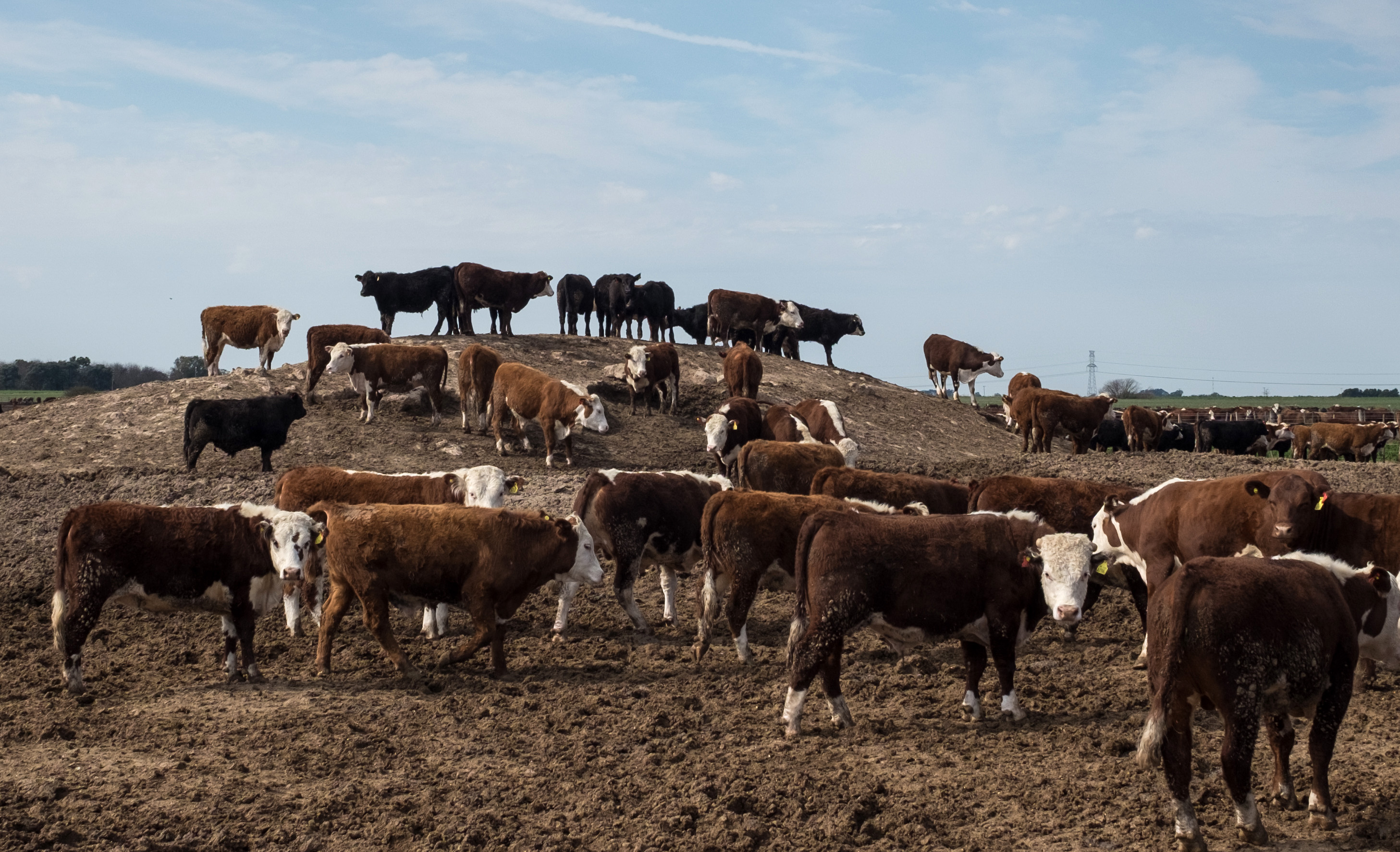 South America Beef Exporter Sees Swine-Fever Boost Into 2020 - Bloomberg