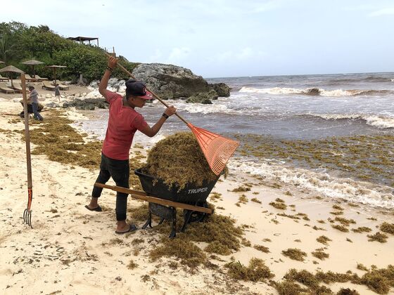 Cancun Has a Nasty Seaweed Problem and Tourists Are Staying Away