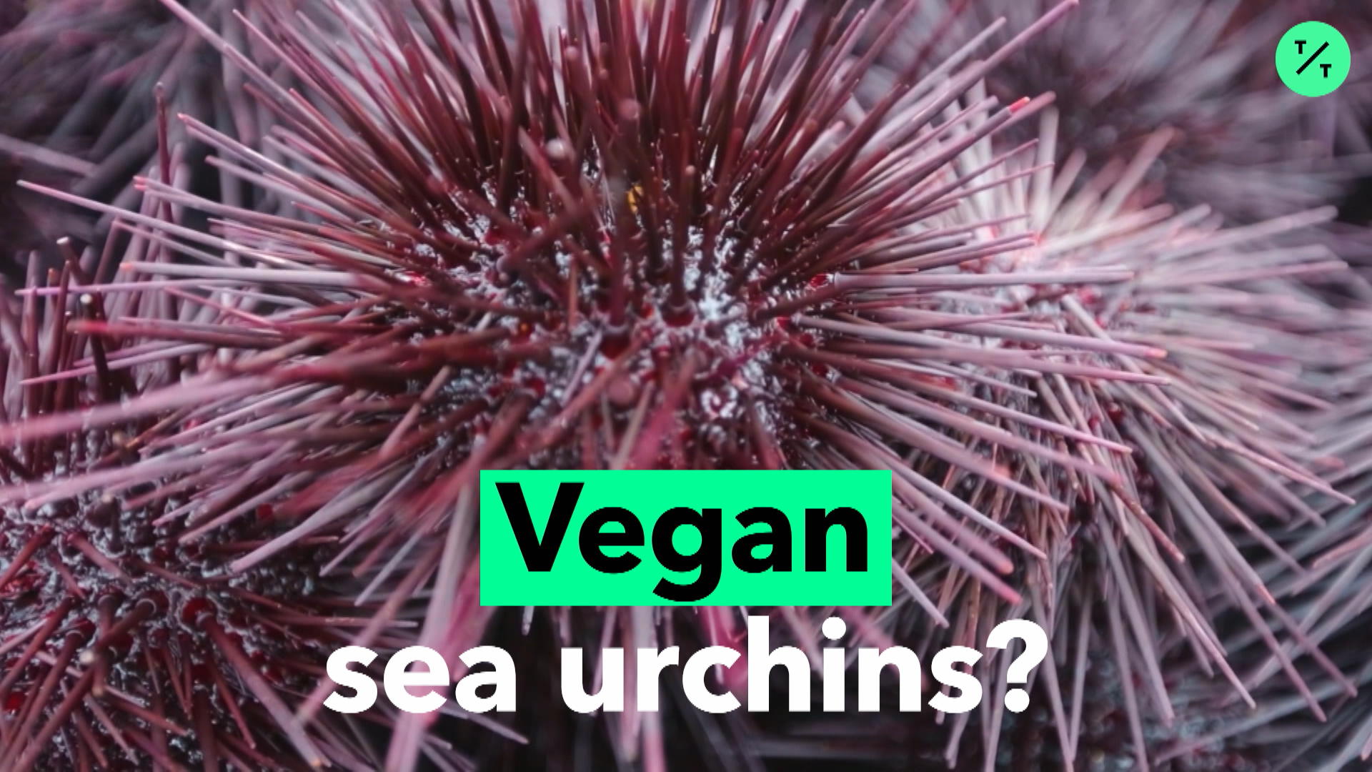Watch Vegan Sea Urchins? Bloomberg