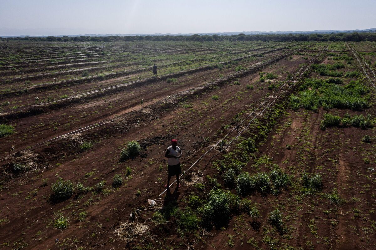 Kenya Seeks 132 Million for Farming in DroughtProne Regions Bloomberg