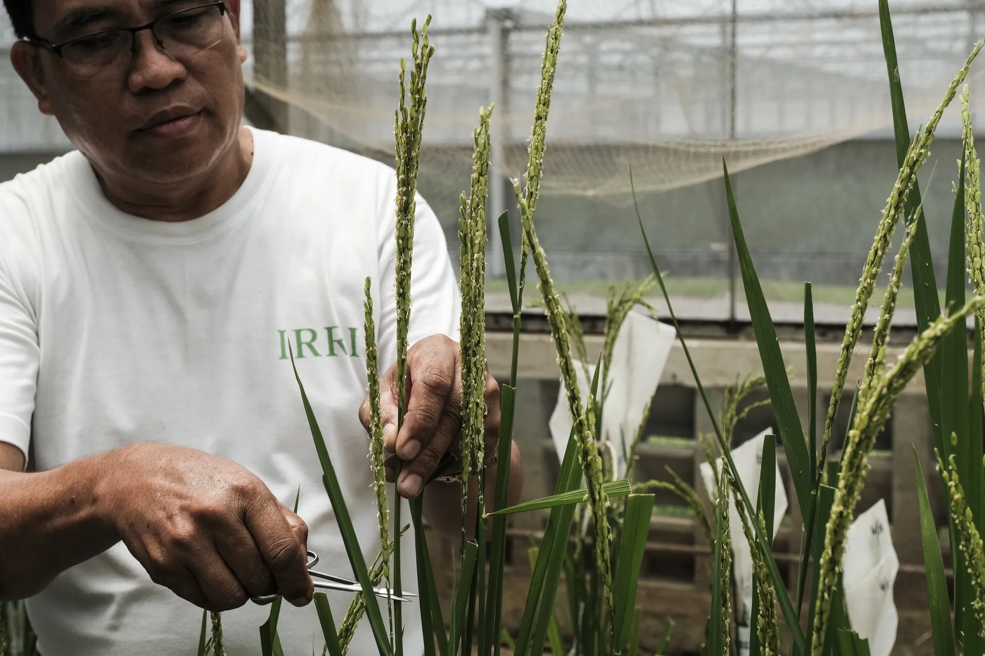 An employee tends to rice crops&nbsp;at the International Rice Research Institute headquarters in Los Banos, the Philippines, on&nbsp;June 21, 2023.
