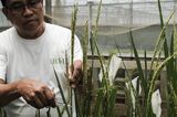 Inside the International Rice Research Institute in the Philippines