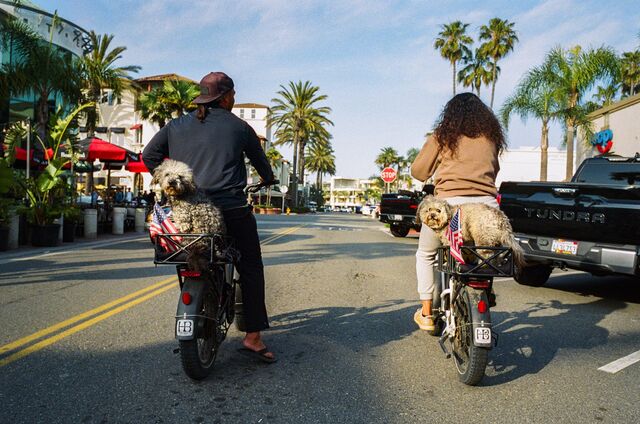 Two small doodles ride in the back baskets of bikes in Huntington Beach, California