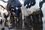 Operations Inside A Dairy Farm As $1 Milk Flexes Market Power