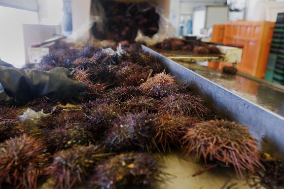 Vegan Sea Urchin Will Soon Start Showing Up on Sushi Counters