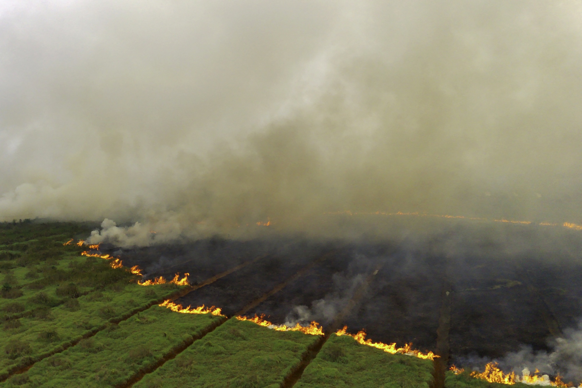 A wall of fire encroaches on a green plantation field. A portion of the field is burnt and black and brown and the sky is covered in smoke.