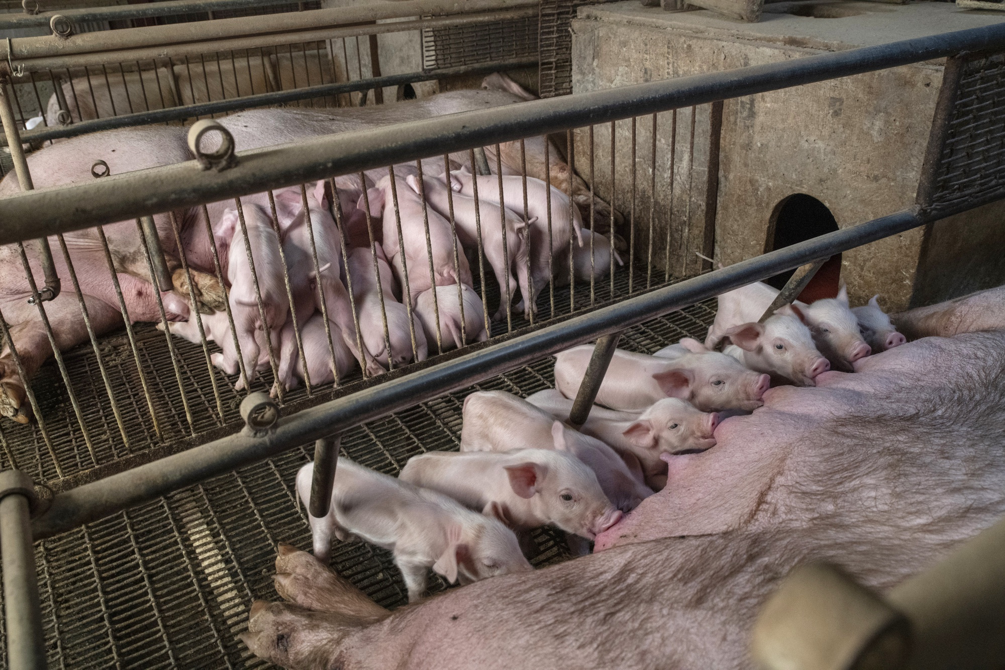 Swine Farming And Pork Retail As Flu Hamper's China's Pig Industry