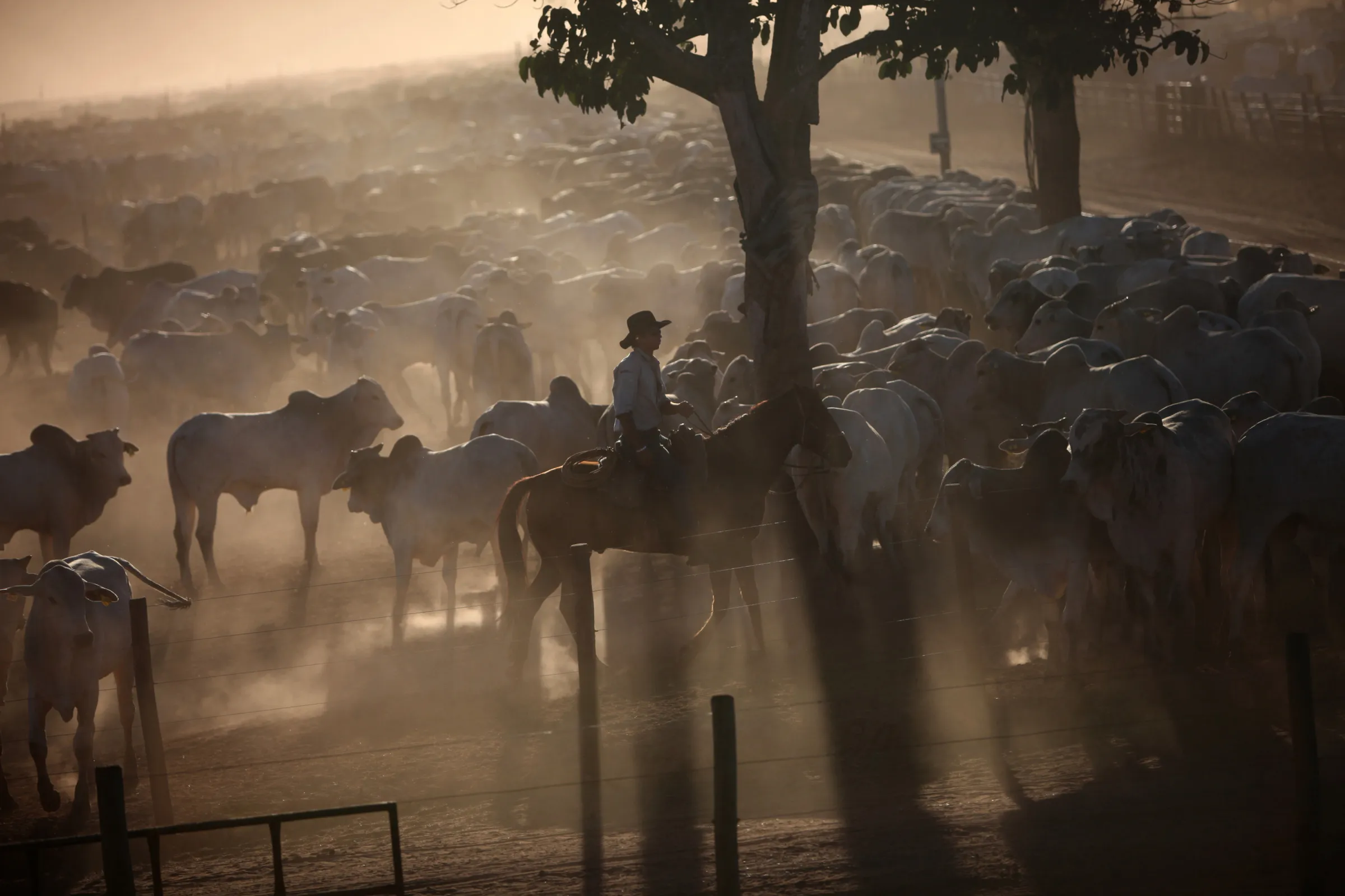 Cattle owned by&nbsp;Minerva SA graze in a ranch&nbsp;in Barretos, Brazil, on&nbsp;Aug. 21, 2012.&nbsp;