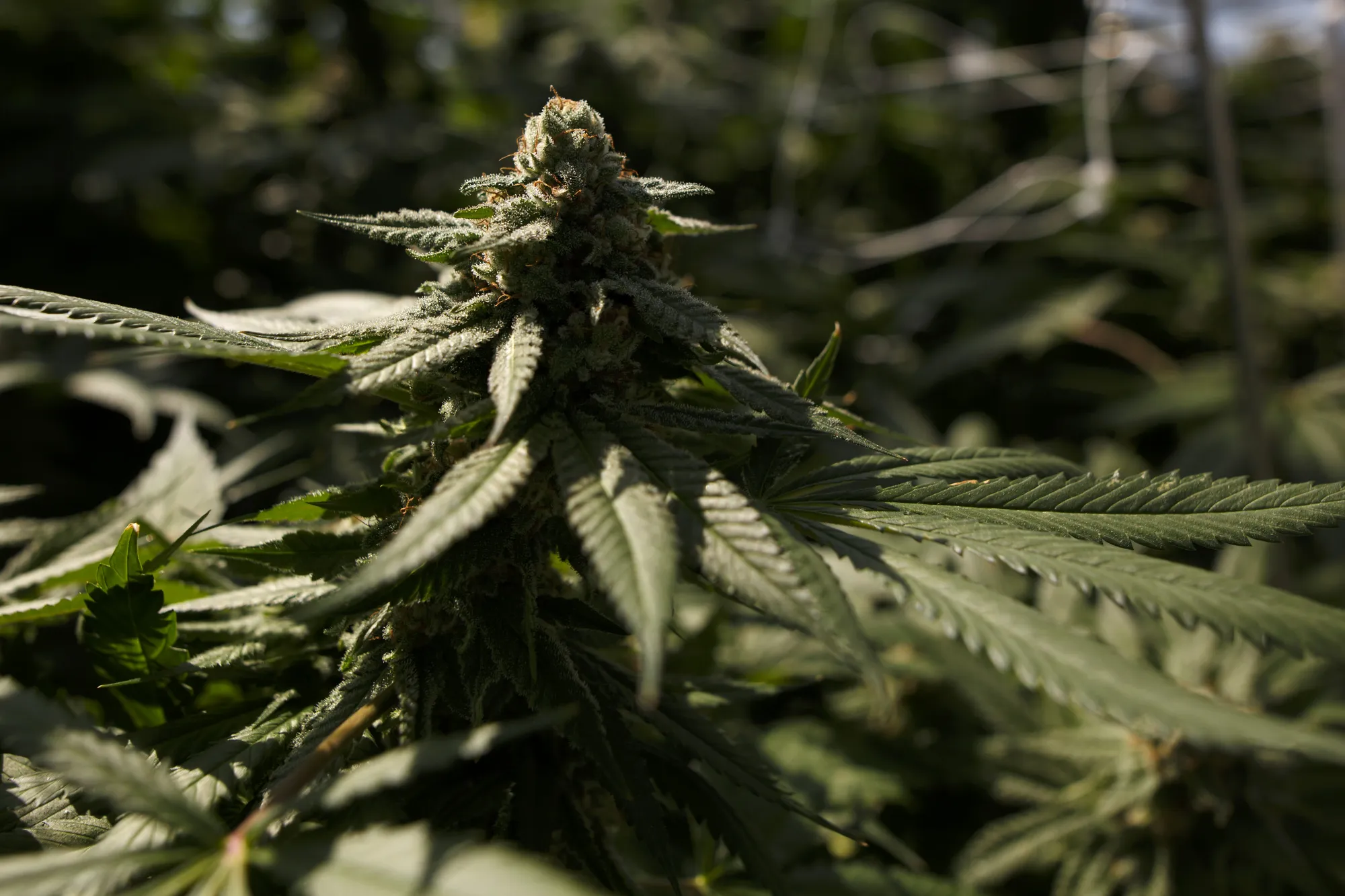 Inside CannTrust Holdings Inc. Niagara Perpetual Harvest Greenhouse As Big Money Tests Marijuana Waters