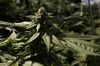 Inside CannTrust Holdings Inc. Niagara Perpetual Harvest Greenhouse As Big Money Tests Marijuana Waters