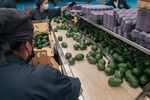 Workers sort avocados into boxes at the Grupo Aguacatero Mexicano (Gamex) packing facility in Periban, Michoacan state, Mexico, on Thursday, Sept. 23, 2021.