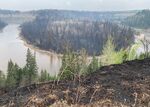 Burned trees in Entwistle, Alberta.