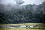 Forest elephants in the Ivindo national park, near Makokou, Gabon.
