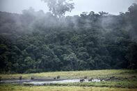 GABON-ENVIRONMENT-ANIMALS-FEATURE