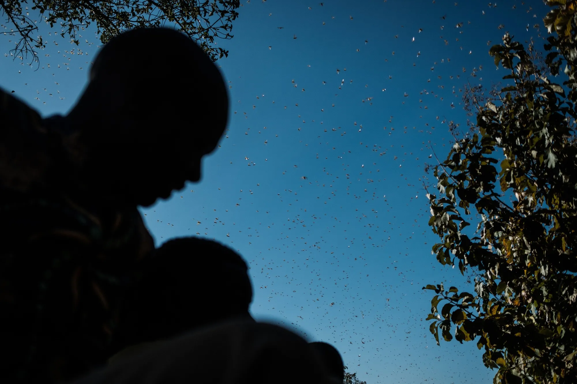 Locusts feed on shea trees in Otuke, northern Uganda.