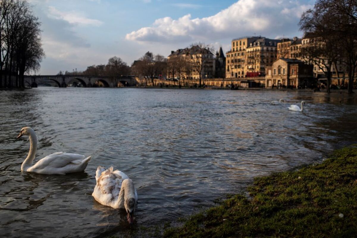 Paris Confident of Olympic Swims in the Seine, Despite E. Coli Report -  Bloomberg