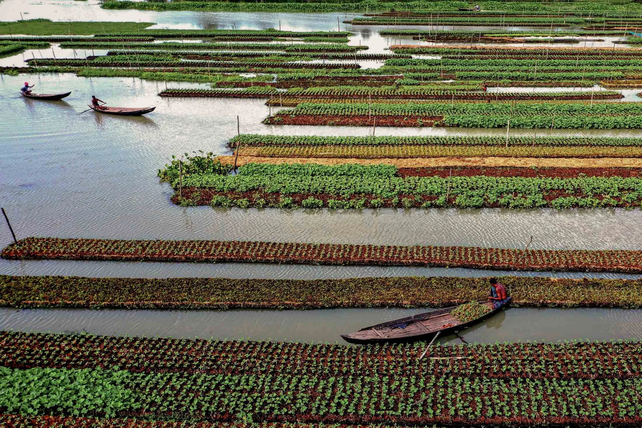 In Barisal, Bangladesh, floating gardens, known locally as dhap, are a traditional form of hydroponics that dates back at least 400 years. 