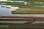 In Barisal, Bangladesh, floating gardens, known locally as dhap, are a traditional form of hydroponics that dates back at least 400 years.&nbsp;