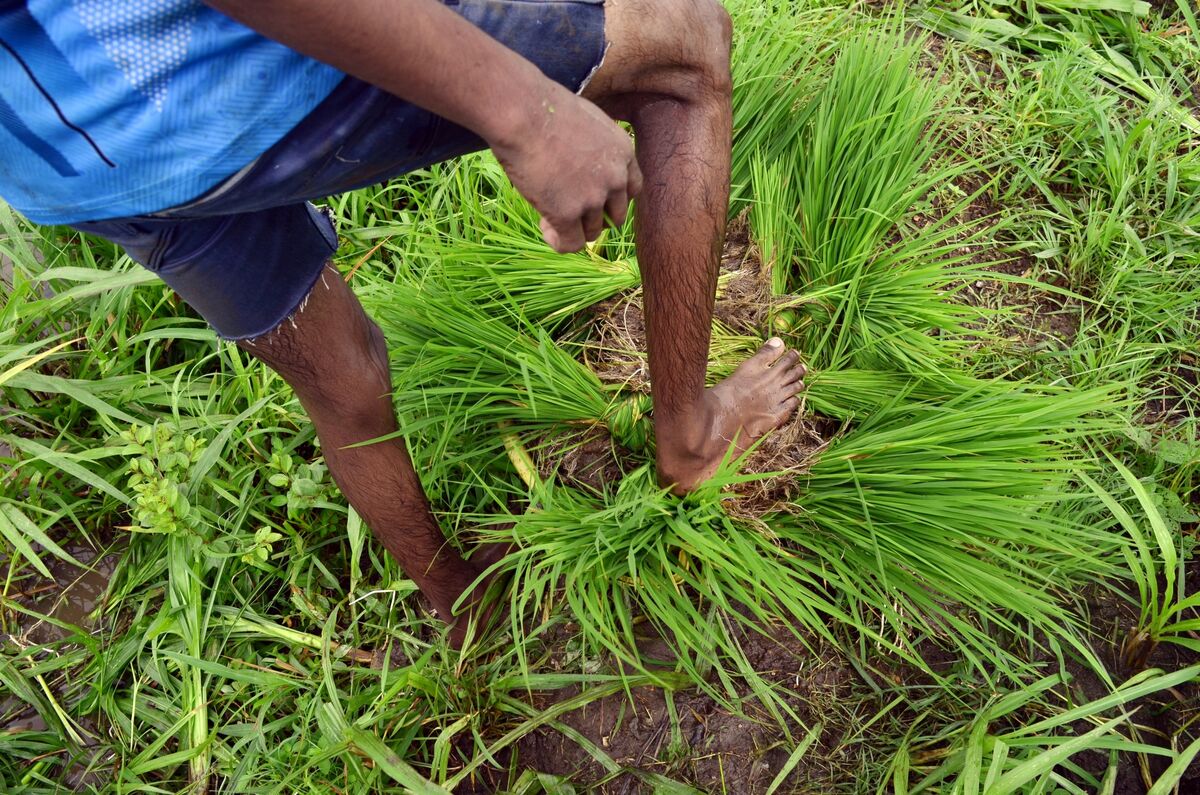 Indian Farmers Await Early-July Rains to Catch Up on Planting