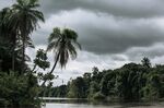 The mangrove forest at the mouth of the Congo River in the Democratic Republic of Congo. 