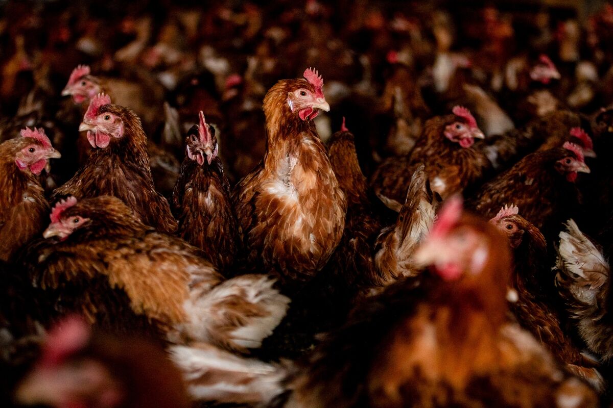 Finance: Africa's largest fund manager is looking for a buyer for its chicken business.